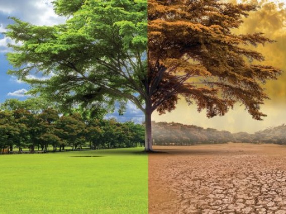 The same tree in two drastically different climates evoking the disastrous effects of climate change.