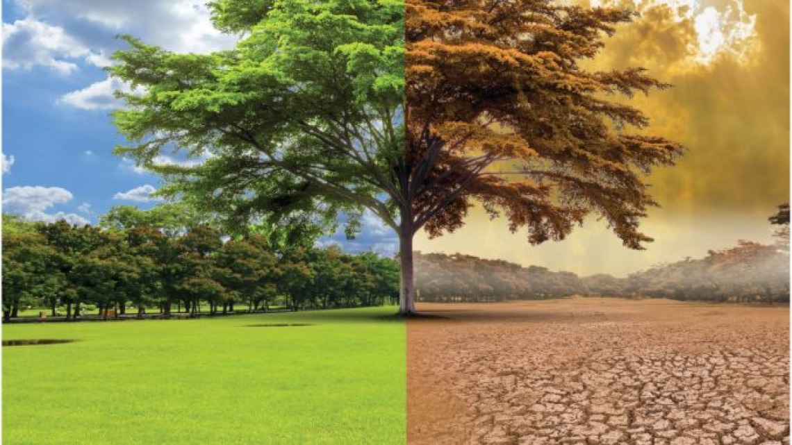 The same tree in two drastically different climates evoking the disastrous effects of climate change.